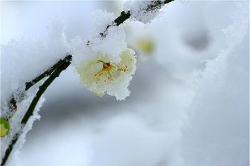 一翦梅（和人催雪）