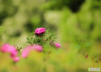 一萼紅·過薔薇