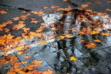 雨中花（武康秋雨池上）