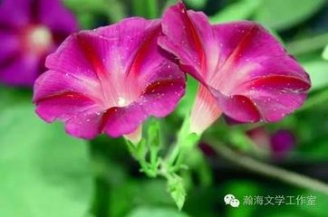 漁家傲·遍閱芳園閑半晝