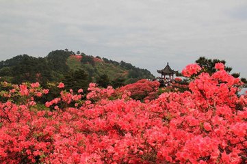 水調(diào)歌頭（聞子規(guī)）