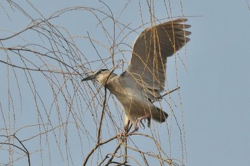 曉林慈鳥圖