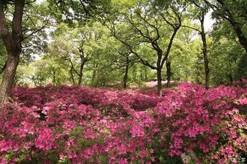 映山紅慢