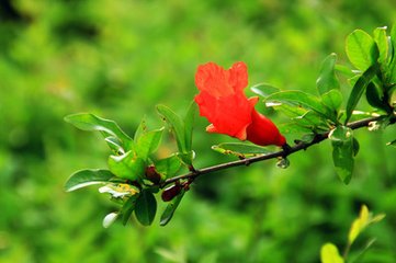 醉落魄（賦石榴花）