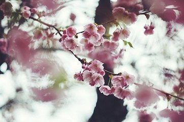 鷓鴣天 正月十一日觀燈