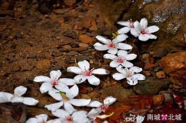 木蘭花（風前）