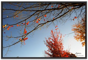 木蘭花慢·嘆年光婉晚