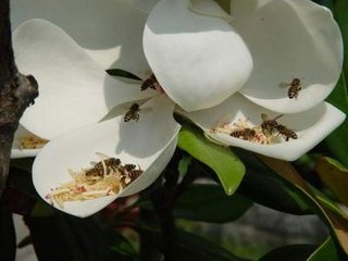 木蘭花慢·折芙蓉弄水