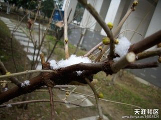 賦殘雪