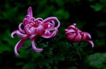 蝶戀花（和張文伯上巳雨）