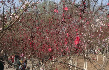 侍宴桃花園詠桃花應(yīng)制