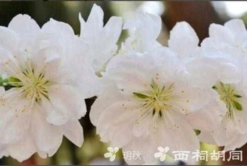 滿庭芳·玉枕生涼