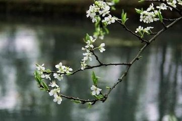 雨中花令·已是花魁柳冠