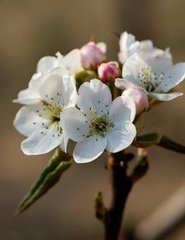 無俗念·靈虛宮梨花詞