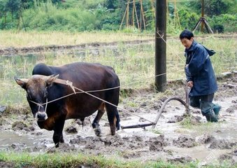 和沖卿喜雨偶成