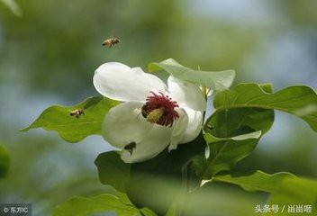 木蘭花慢·恨鶯花漸老