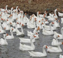 過(guò)揚(yáng)州參政宋諫議遺白鵝