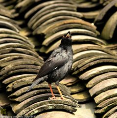 山中春曉聽鳥聲