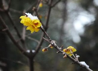 春雪題興善寺廣宣上人竹院