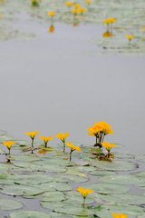 夢(mèng)至一園池藕花盛開(kāi)水鳥(niǎo)飛鳴為作二小詩(shī)記之