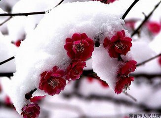 南鄉(xiāng)子·檐外雪紛紛