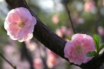 菩薩蠻·池塘淡淡浮鸂鶒