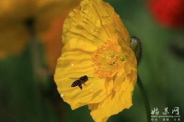 虞美人（九月游虎丘）