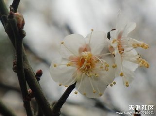 鷓鴣天（詠梅菊呈撫州葛守）