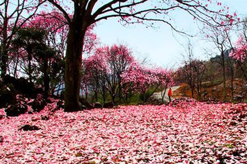 減字木蘭花·英花萬(wàn)蕊