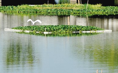 夏日龍翔寺居即事寄崔侍御