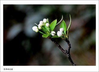 春欲暮雪作不已簡子新