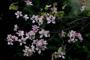 雨中花令（夏詞）