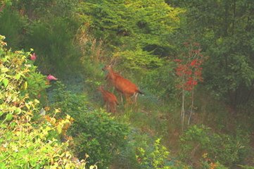 次韻原仲幽居