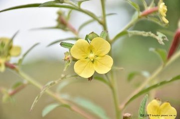 野花嘆