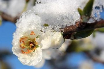 菩薩蠻·江南雪里花如玉