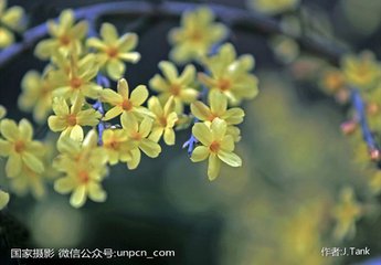 洞仙歌（丁巳元夕大雨）