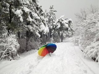 雪中柳