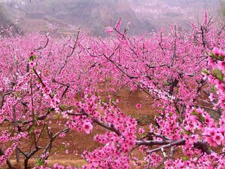 虞美人·木蘭舟穩(wěn)桃花浪