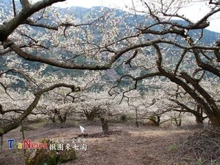 十月桃（二首，同富季申賦梅花）