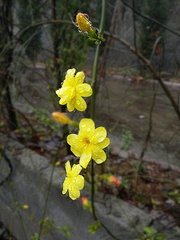 雨中花令·點綴葉間如繡