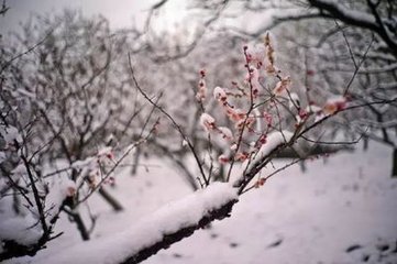 一落索·露蕊香肌嬌秀