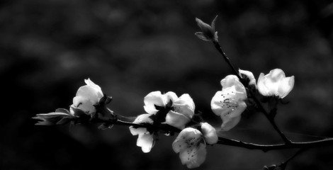 代陽春登荊山行