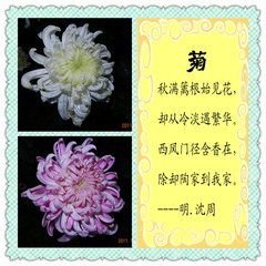 菊花新·有個悶甚處