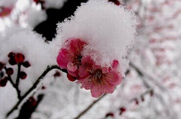 清平樂·雪