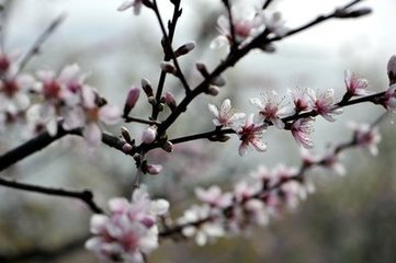 北山梨花（有序）