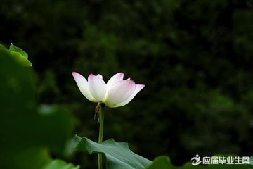 上春晦日到西湖呈轉(zhuǎn)運(yùn)叔文學(xué)士