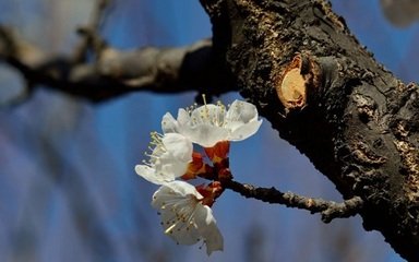 解佩令·人行花塢