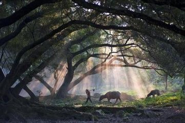 清平樂·嫩涼新霽