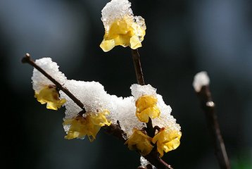 蝶戀花·一朵江梅春帶雪