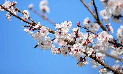 菩薩蠻·飛云障碧江天暮